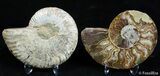 Beautiful Inch Split Ammonite Pair #2388-1